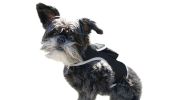 Consistent Realtime Mini Cat Dog GPS Tracking Collar Waterproof Device Size:M